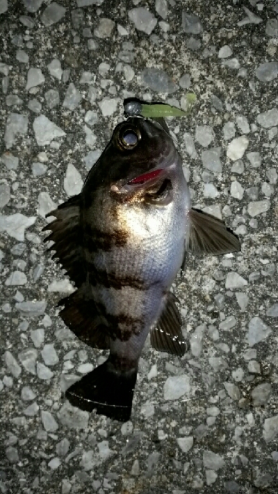 20㎝以上を釣るために