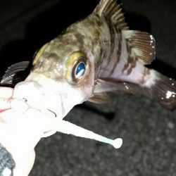 寒さ、風に負けず