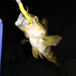 ライトゲームにて