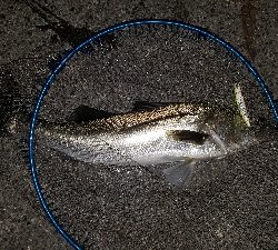 大きなシーバス！！