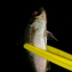 タチウオ、中アジ、クリスマスイブ