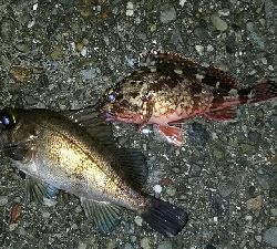 釣り納めメバリング