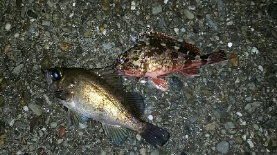 釣り納めメバリング