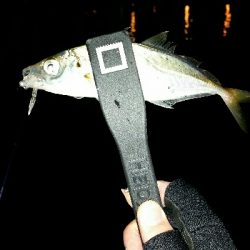 釣り納め舞洲アジング