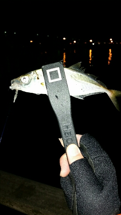 釣り納め舞洲アジング