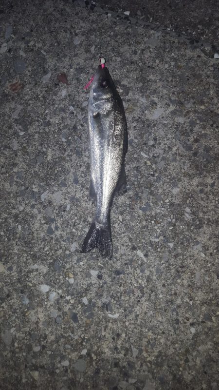 せいご　タケノコめばる