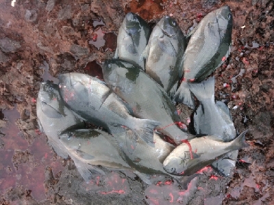 五島で釣り納め