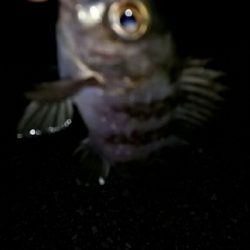 ミニミニ釣り納め