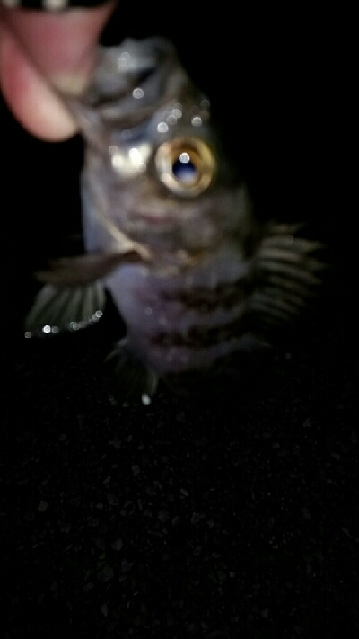 ミニミニ釣り納め