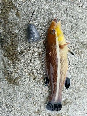 五目釣り　～釣り納めはさんざんたる結果に～