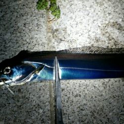 爆風と極寒でも釣れるタチウオ