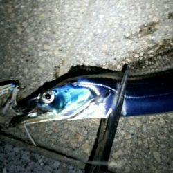 そろそろドラゴンサイズに期待！