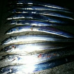 湾奥タチウオまだまだ好釣！！