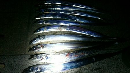 湾奥タチウオまだまだ好釣！！
