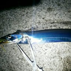 アタリはそこそこ、渋い中なんとか……