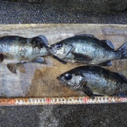 三浦半島ミッドナイトライトゲーム！