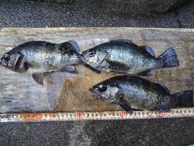 三浦半島ミッドナイトライトゲーム！