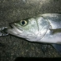 久しぶりのシーバス