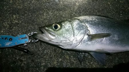 久しぶりのシーバス