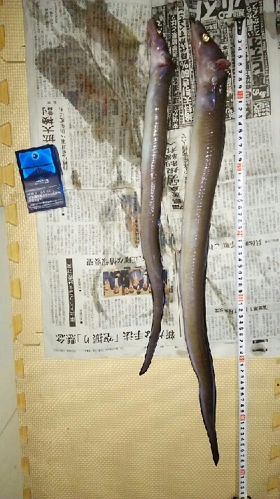 冬のぶっこみでまさかの70cm！？