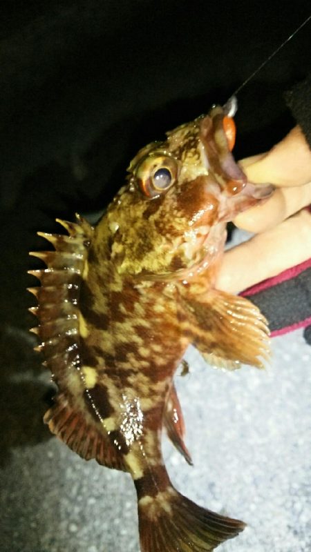 メバル釣れず･･･