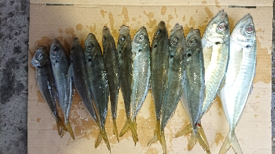 またまた1センチ足りない