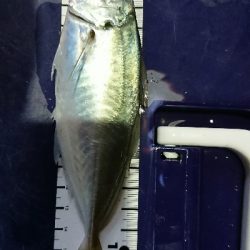 アジングだめだなあ