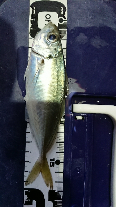 アジングだめだなあ