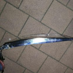 青物全く(´～｀)