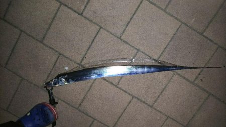 青物全く(´～｀)