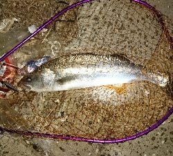 まだいました♪(* ̄∇ ̄)ノ