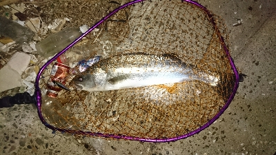 まだいました♪(*￣∇￣)ノ