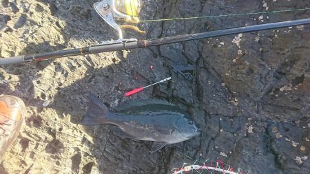 大月町西泊山岡渡船釣果