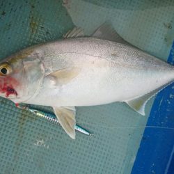 宿毛湾ジギングにて