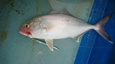 宿毛湾ジギングにて