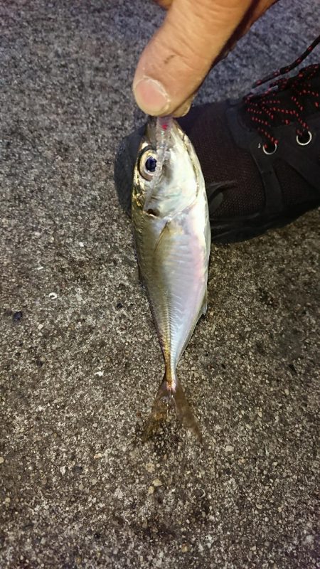 アジフライ食べたい