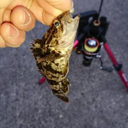 激渋激寒アジング