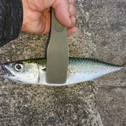 まだまだアジング