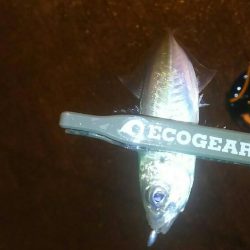 短時間アジング