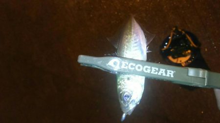 短時間アジング