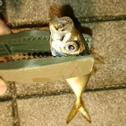 またまたアジング