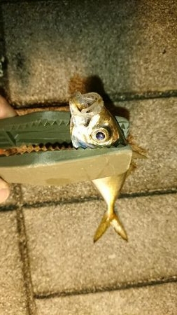 またまたアジング