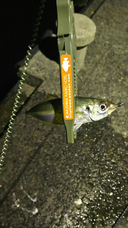 釣り納め淡路島