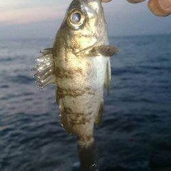 どんな感じかな～(´∇｀)