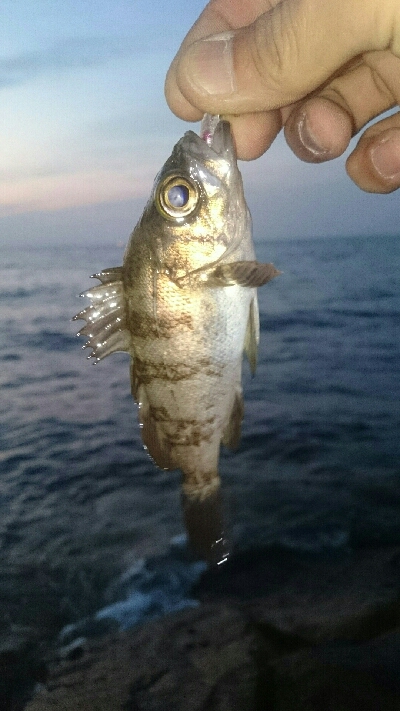 どんな感じかな～(´∇｀)