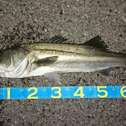 釣り納めシーバス