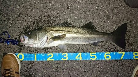 釣り納めシーバス