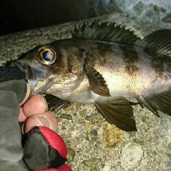 ガシリングからのメバリング