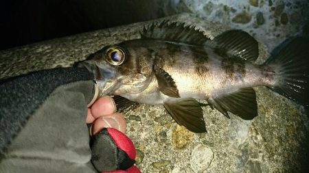 ガシリングからのメバリング