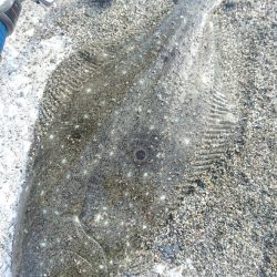 ショアジギング サーフヒラメ